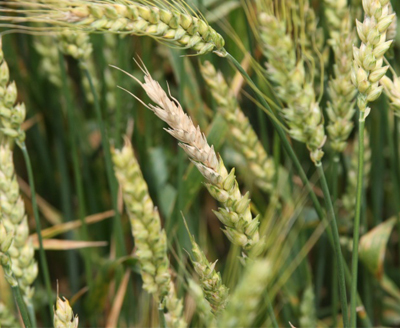 Fusarium Head Blight (Head Scab) of Wheat